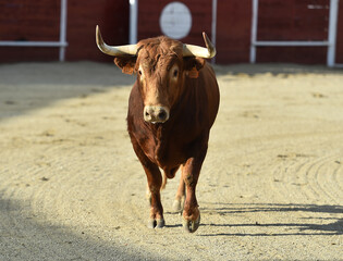 spanish red bull with big horns in a traditional spectacle of bullfight