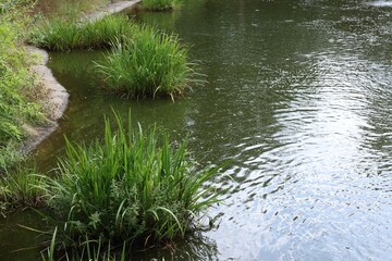 Beautiful view plants on water in park