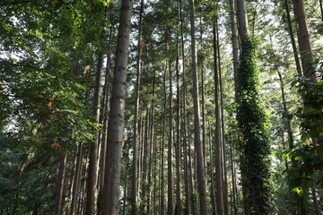 Beautiful view of green trees in forest