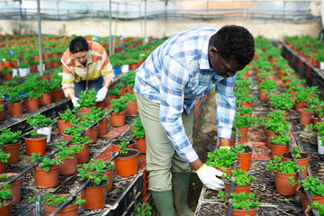 Hardworking african american farmer working in a greenhouse is engaged in growing organic peppermint