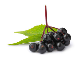 Delicious ripe black elderberries with green leaves isolated on white