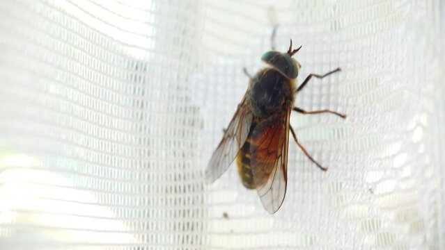 Blood sucking gadfly crawling on curtains close-up