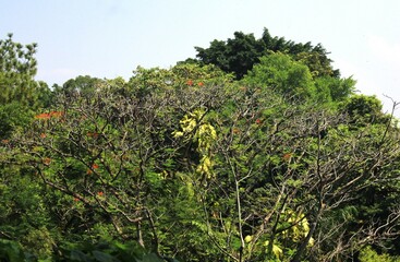 Fototapeta na wymiar View of Tree Branches With Beautiful Foliage