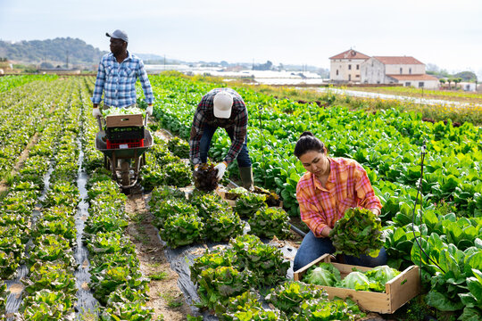 Three multiracial gardeners harvesting lettuce on field. Plantation workers gathering lettuce.