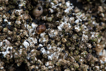 Closeup on barnacles and sea snails during low tide.  You can see the animals hiding out. 