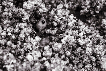 Closeup on barnacles and sea snails during low tide.  You can see the animals hiding out. 