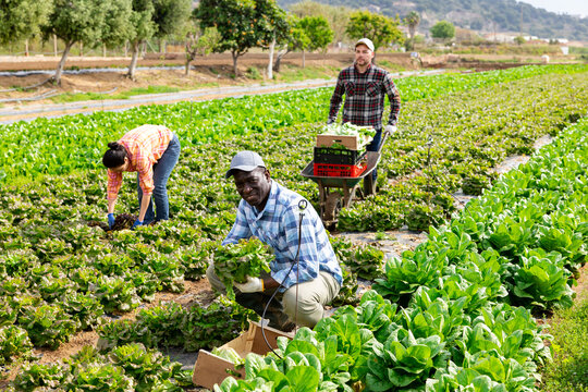 African-american man harvesting lettuce on plantation. Plantation workers gathering lettuce crop.