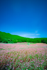 長野県箕輪町　赤そばの里　2022年9月撮影