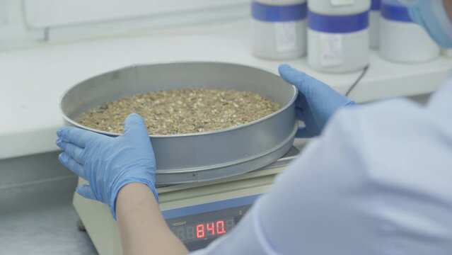 Weighing hen food in the metal containers on the scale. Weighing the hen food fodder on the scale. Weighing the portions of the grain food for feeding hens on the scale. Chicken fodder.