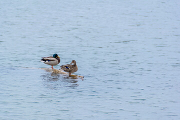 A couple of mallard ducks, one male and one female, stand on a log and admire the view in Lake Ontario in Toronto.