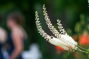 Bee resting on a white flower