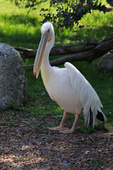 pelican on the beach