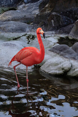 flamingo in the water © NicolasMarcelo