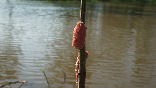 Pink Eggs 