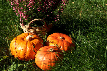 Wicker basket with beautiful heather flowers and pumpkins outdoors on sunny day