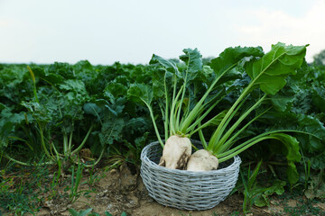 Wicker basket with fresh white beet plants in field, space for text