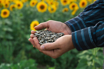 Man holding heap of sunflower seeds in field, closeup