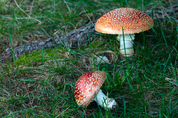 Two Amanita Muscaria Mushrooms, commonly known as the Fly Agaric or Fly Amanita Mushroom