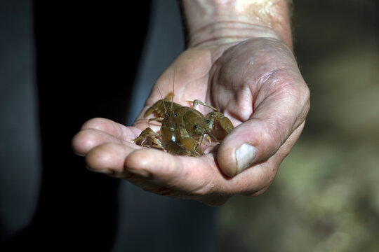 Male Adult Hand Holding a Young Small Stone Crayfish - Austropotamobius Torrentium  That is an European specie of Freshwater Crayfish
