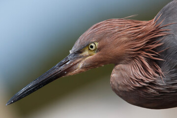 reddish heron
