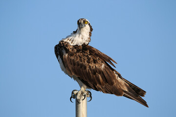 Osprey