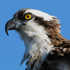 close up of an Osprey