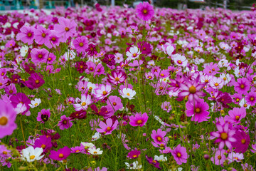 三光のコスモス