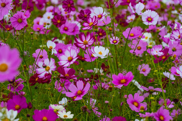 三光のコスモス