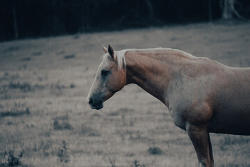 Palomino Side Profile