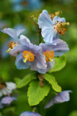 Closeup of sky blue flower blooming in the spring time.