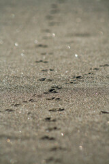 Fototapeta na wymiar Closeup of 2 intersecting paths of bird footprints on the beach