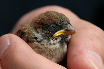 Closeup of a baby bird in a womans hand.