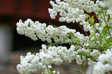 closeup of blooming white flowers.