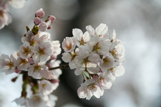 Closeup of cherry blossoms in the spring time.