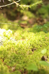 Mousse végétale verte en macro