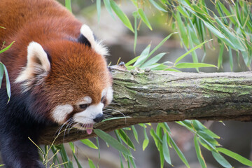 レッサーパンダ