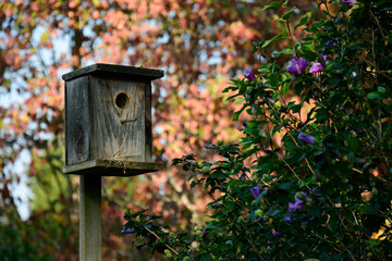 An image of an old wooden handmade bird house surrounded by flowering shrubs in late autumn.