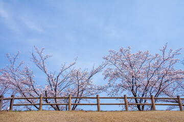 桜並木と青空
