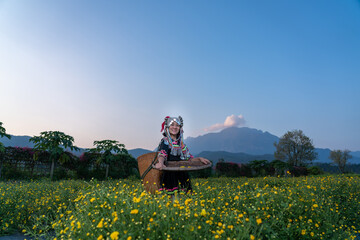 Hill tribe Asian woman in traditional clothes collecting Chrysanthemum with basket in tea...