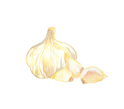 水彩で描いたにんにくのイラスト