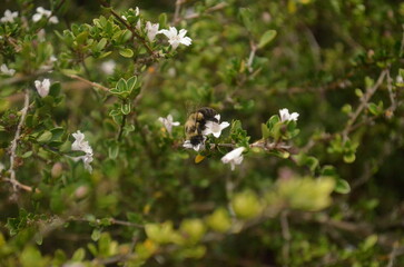Bumblebee on White Flowers