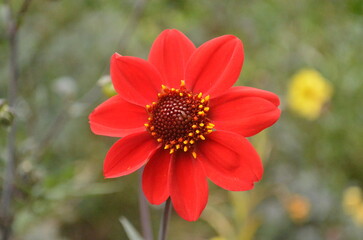 Red Flower