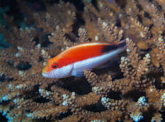 Hawkfish