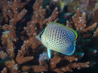 Butterflyfish