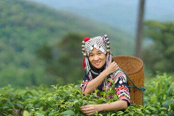 Hill tribe Asian woman in traditional clothes collecting tea leaves with basket in tea plantations...