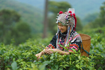 Hill tribe Asian woman in traditional clothes collecting tea leaves with basket in tea plantations terrace, Chiang mai, Thailand collect tea leaves