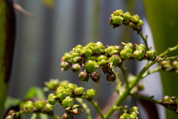 flowers in the garden