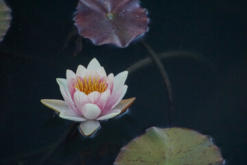 Close-up of a pale pink water lily -- Nymphaeaceae --  and lily pads floating in a pool.