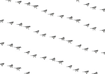 Fototapeta premium 鳥