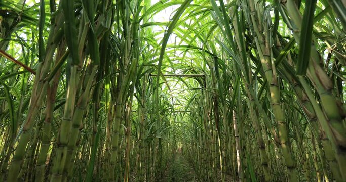 Sugarcane field with plants growing